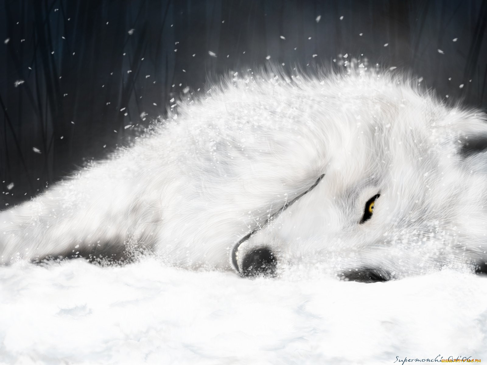 , wolf`s, rain